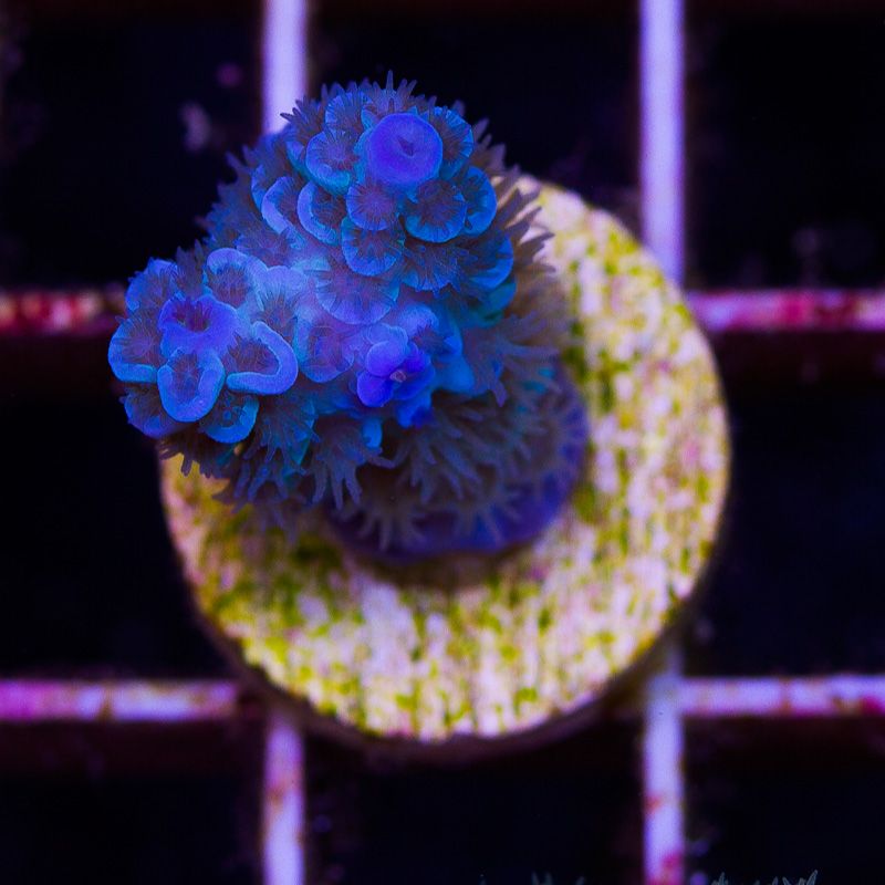 newcoral1373b - 85+ New WYSIWYG Acros at Cherry Corals!